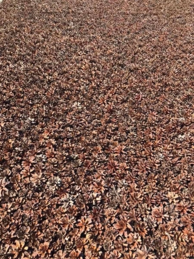 Dekoratívny saunový obklad CONE PANEL, borovicová šiška 510x510mm