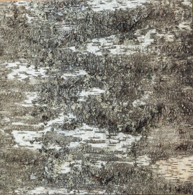 Dekoratívny saunový obklad BIRCH 600, breza, 600x600mm