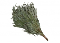 Saunová metlička, eukalyptus